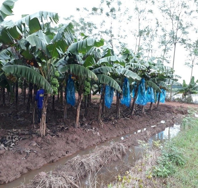 Màng bao cho chuối. Ảnh: Nhóm nghiên cứu.